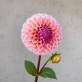 Bracken Rose (small)