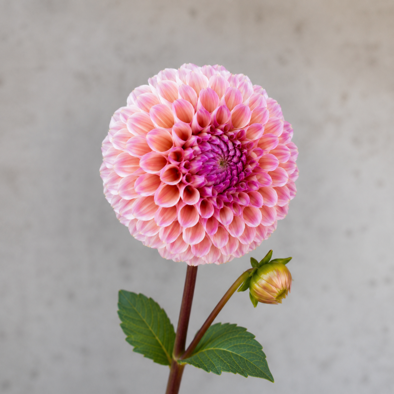 Bracken Rose (small)