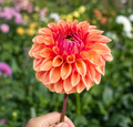 KA’s® Desert Rose (small)