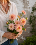 Dahlia Ankara