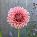 KA’s® Coral Sea (small)