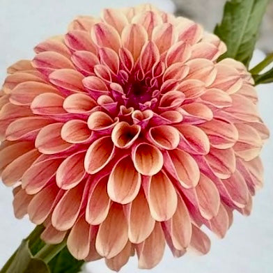 KA Rhubarb